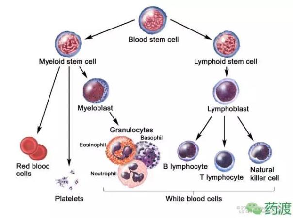 急性淋巴细胞性白血病(ALL)获批及在研药物盘点1.jpg