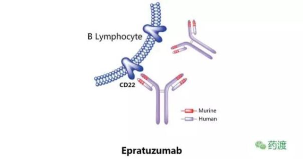 Epratuzumab.jpg