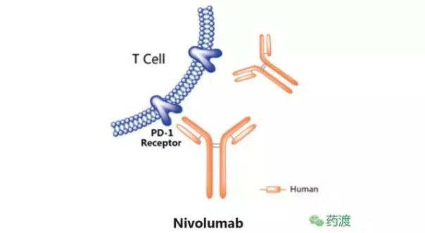 Nivolumab.jpg